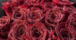 Blizgančios rožės